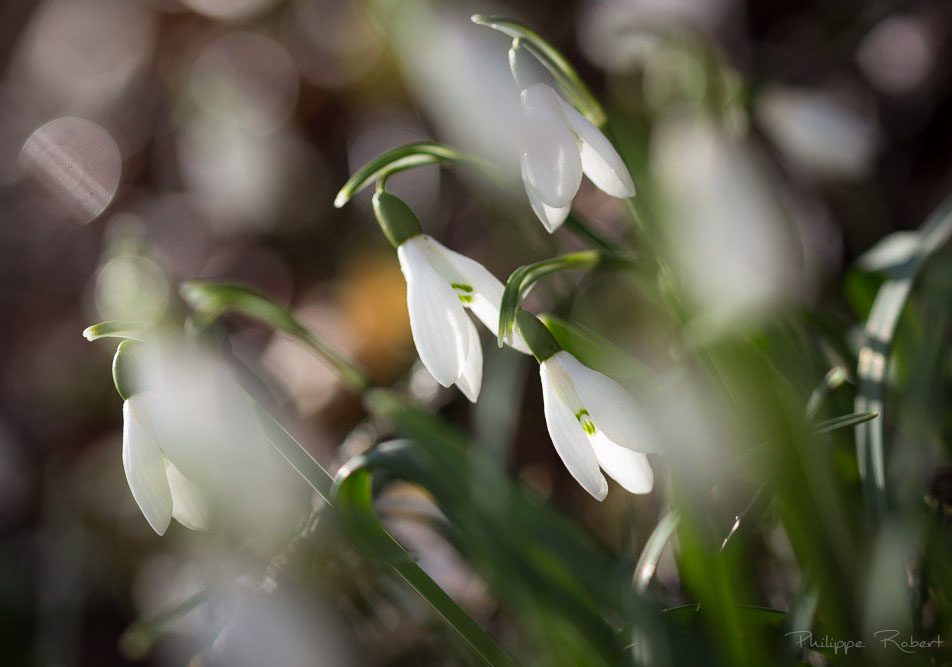 Fleur sur le Causse