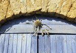 Cadoule (variante)