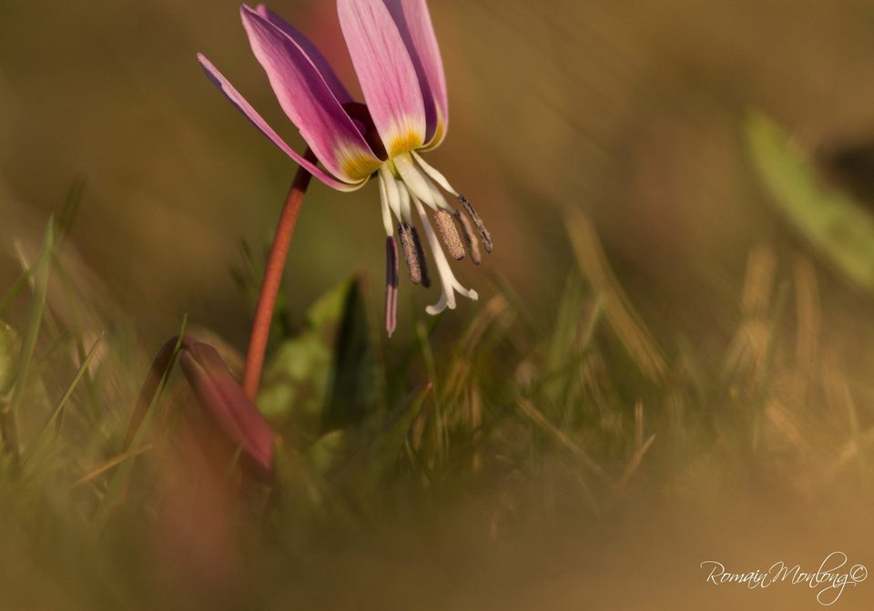 Erythrone sur le Causse