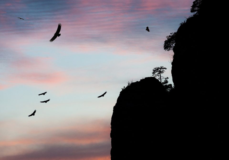 Vautour au coucher de soleil