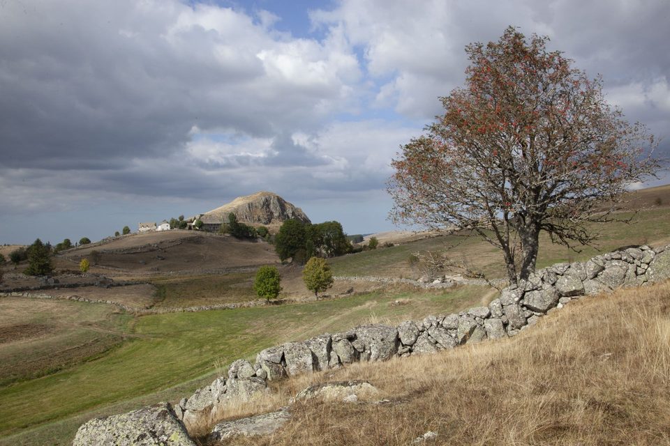 Aubrac