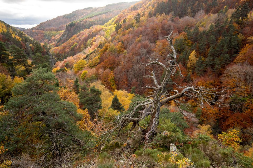 Le Challenge du Gévaudan