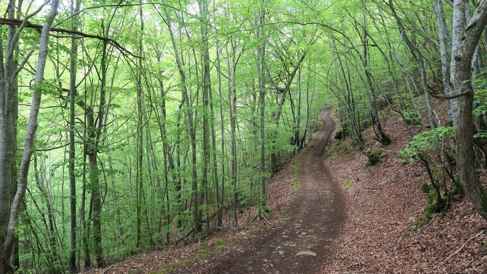 Cheminement ombragé en forêt