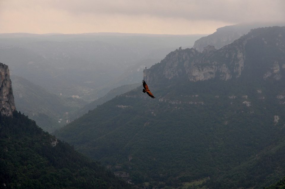 Trail N°07 - La Cresse / Le Causse de Sauveterre