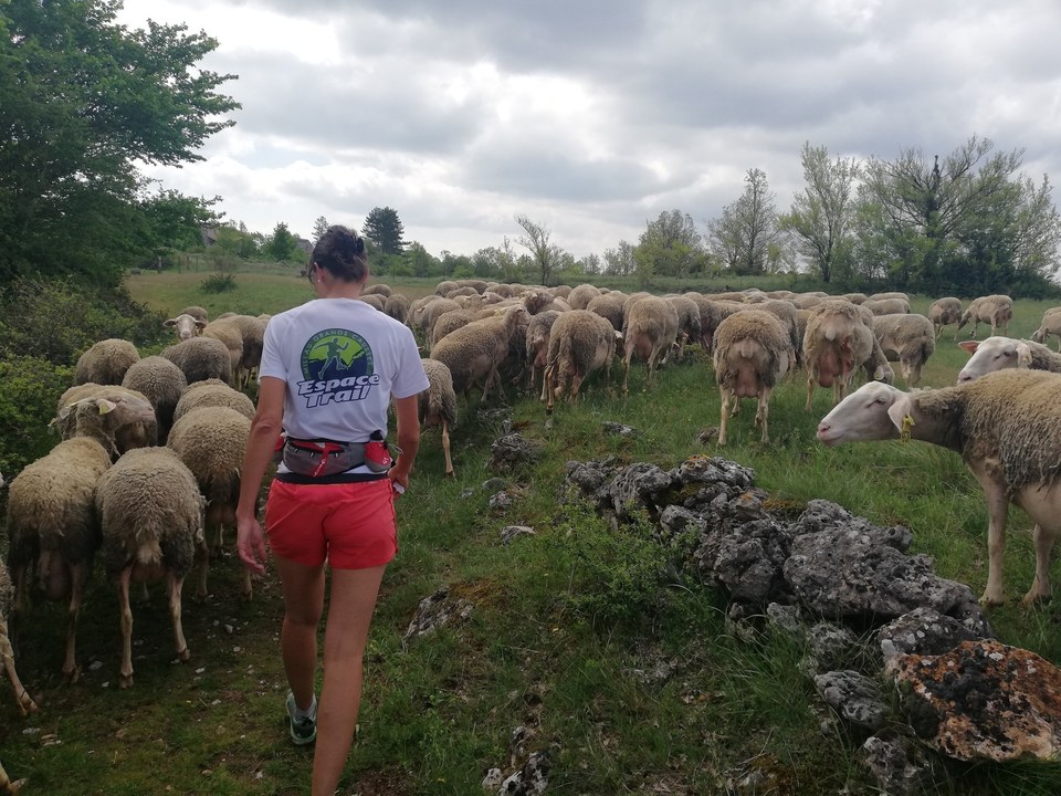 Entre buissières et pâturages