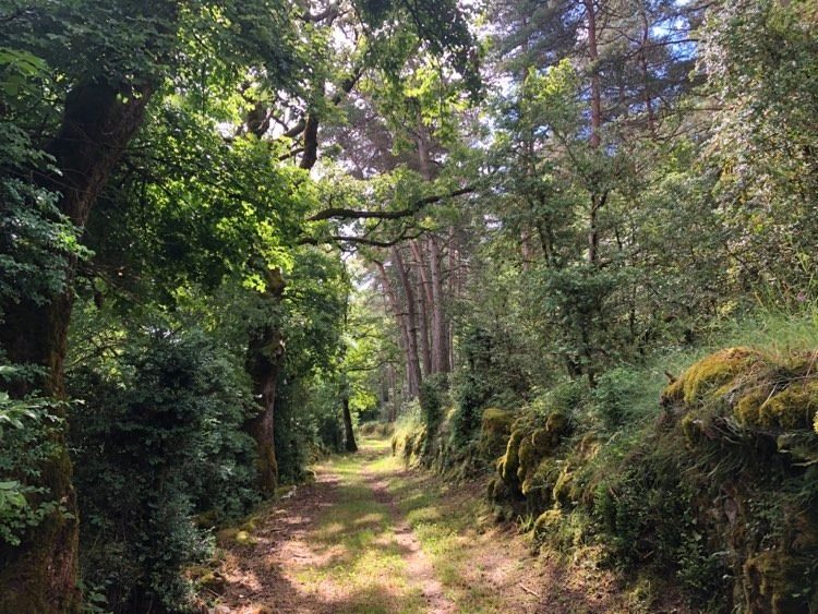 Sentier en forêt