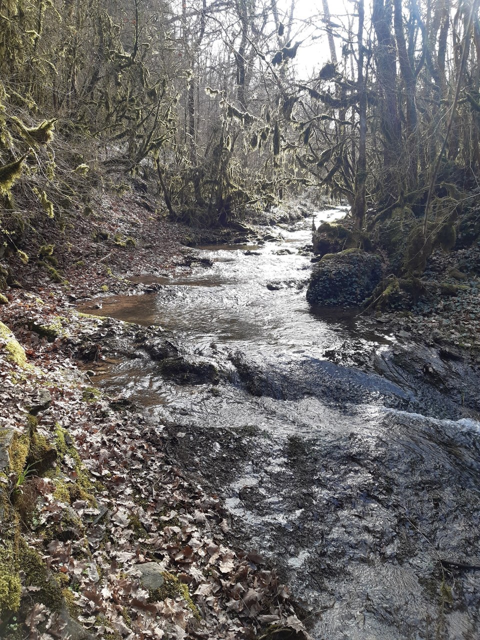 Ruisseau de barbade