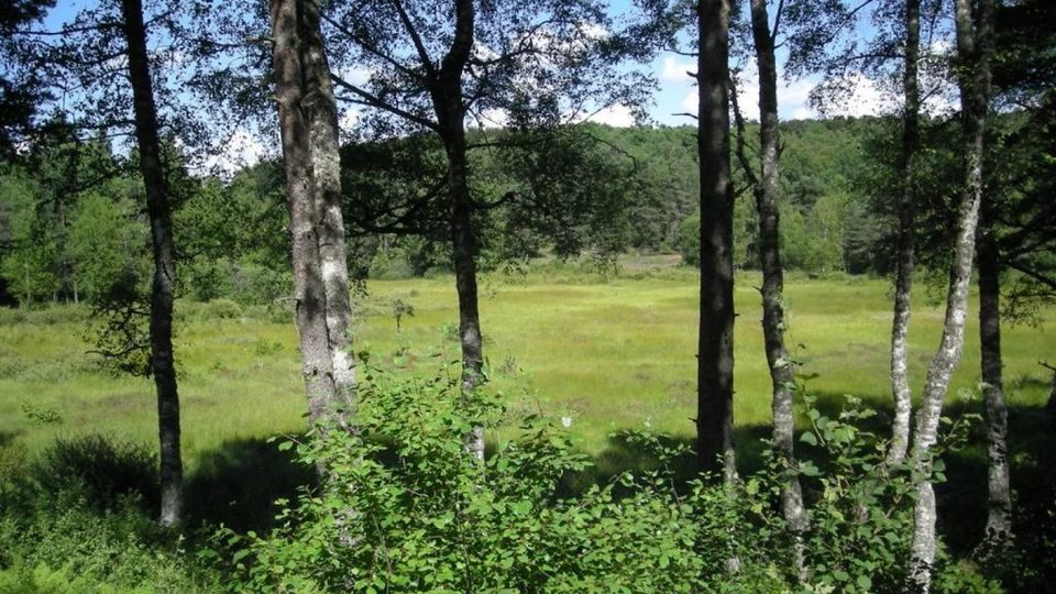 La tourbière de la Vergne des Mazes