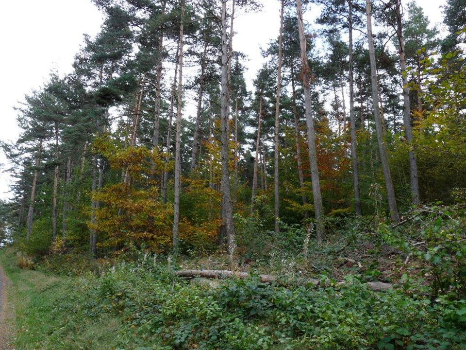 Une forêt de pins sylvestres