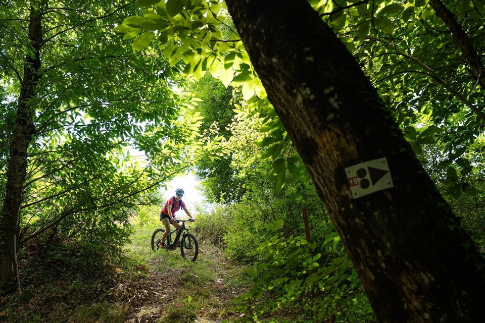 Sentier en sous-bois