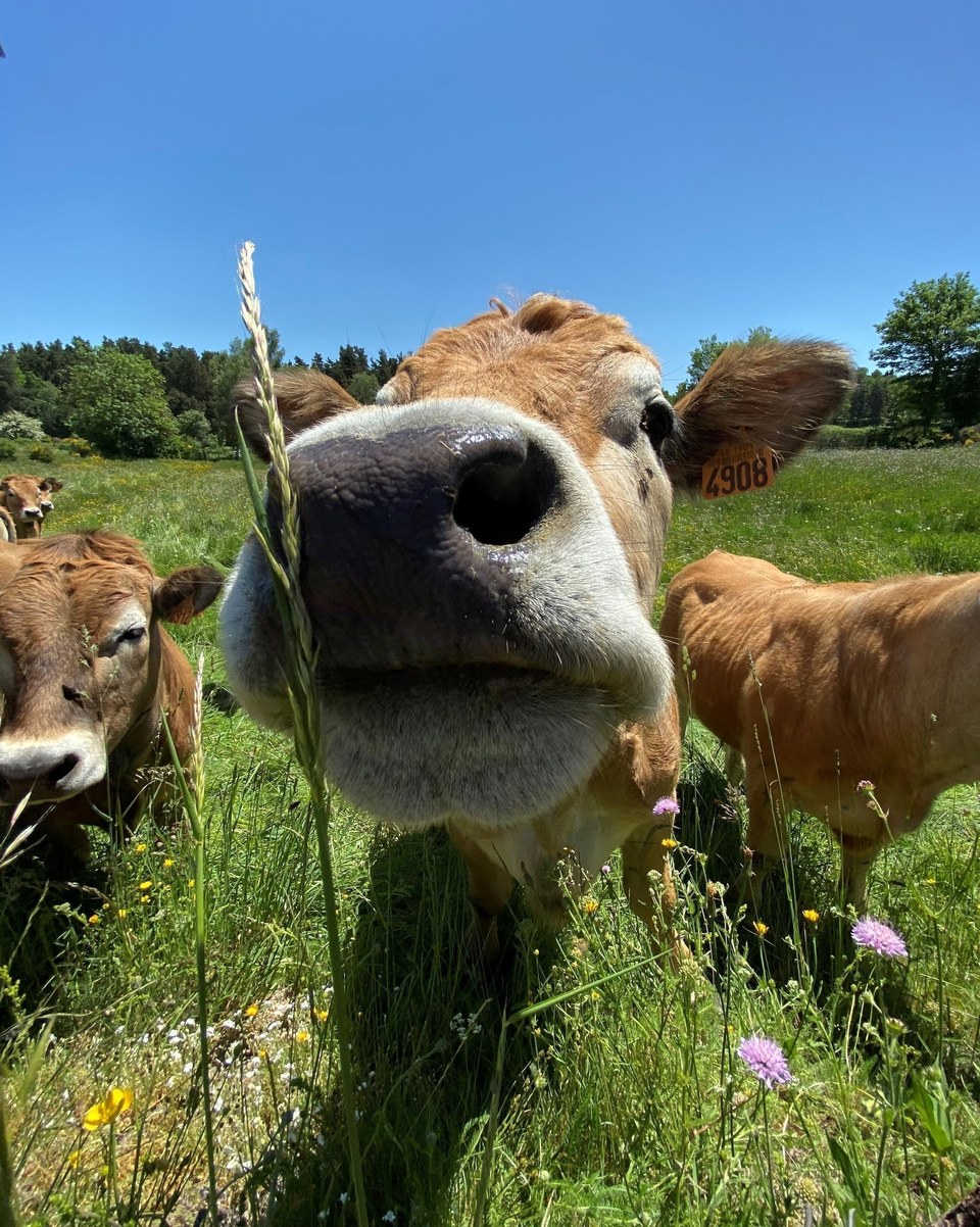 Vache Aubrac