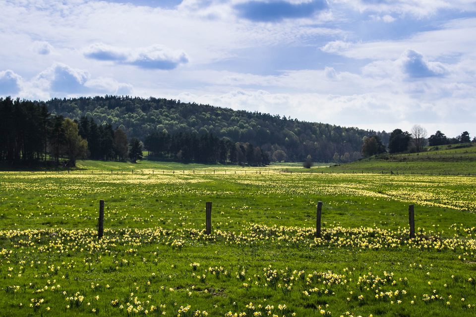 Les champs de jonquilles