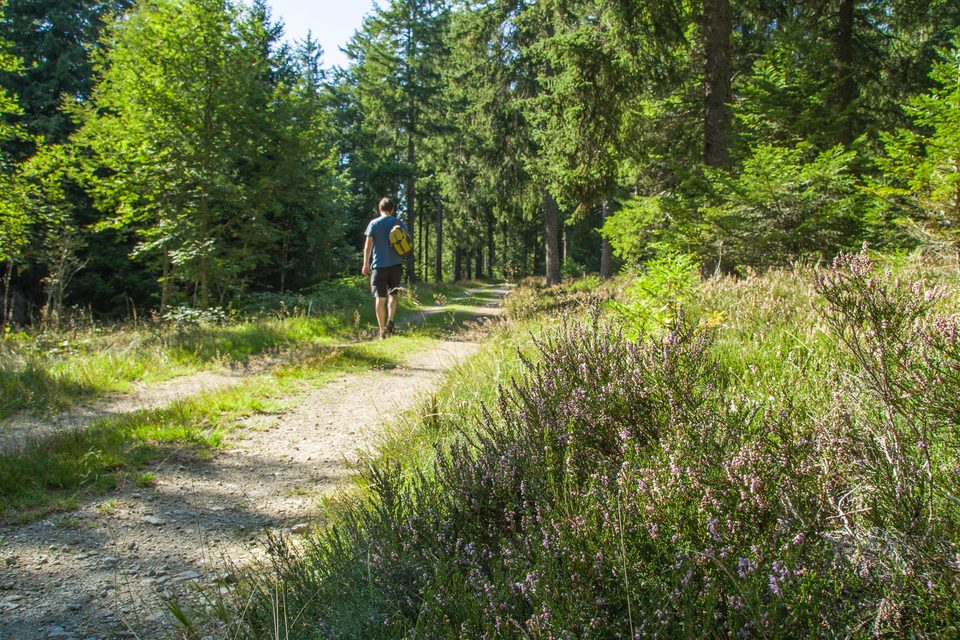 Dans les forêts du Mont Mouchet