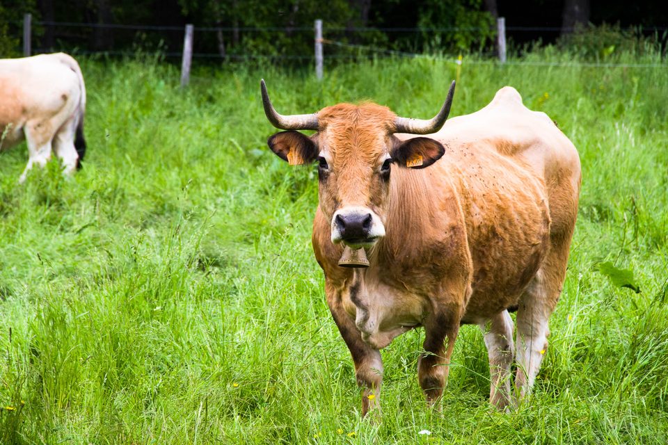 Vache en estive