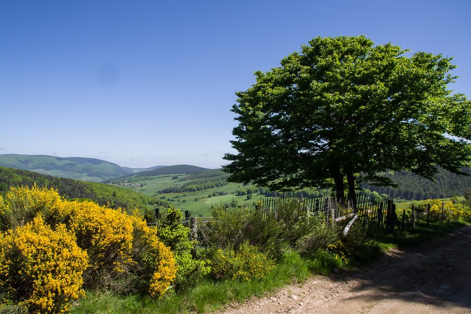 Forêts de Margeride