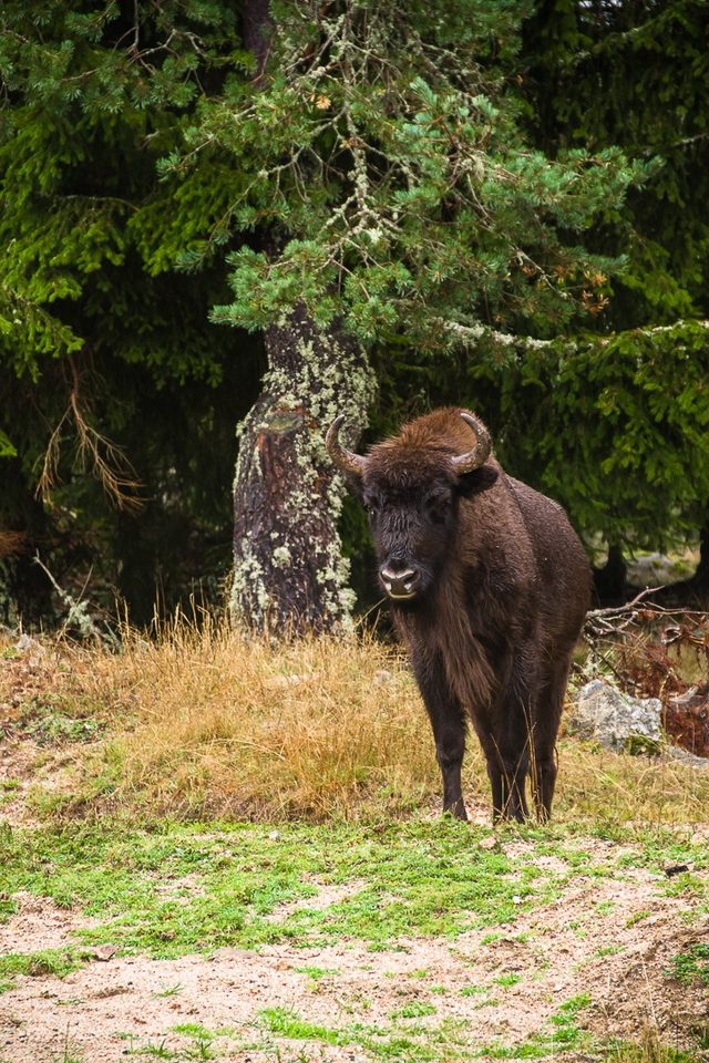 Les Bisons d'Europe - VTT n°25