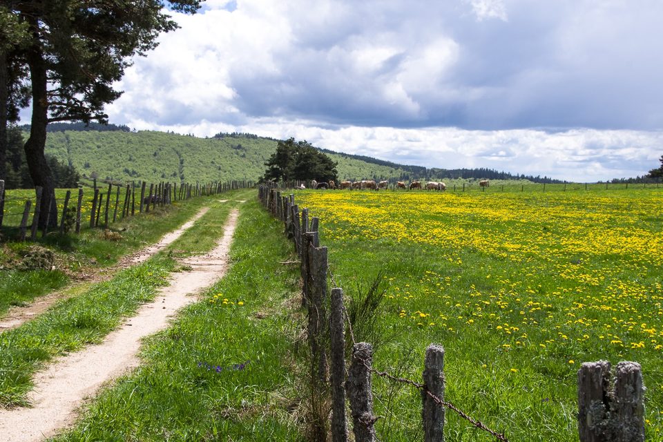 Chemin de Margeride