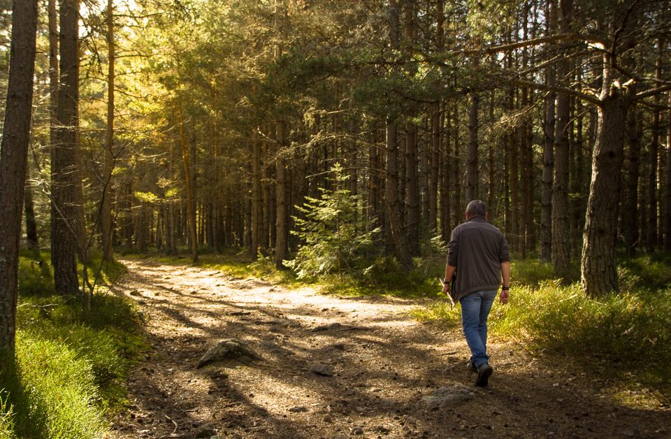 Forêt d'Ortizet