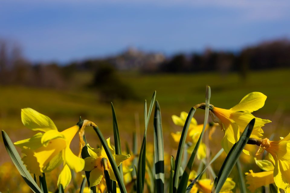 Itinéraire riche en flore : jonquilles
