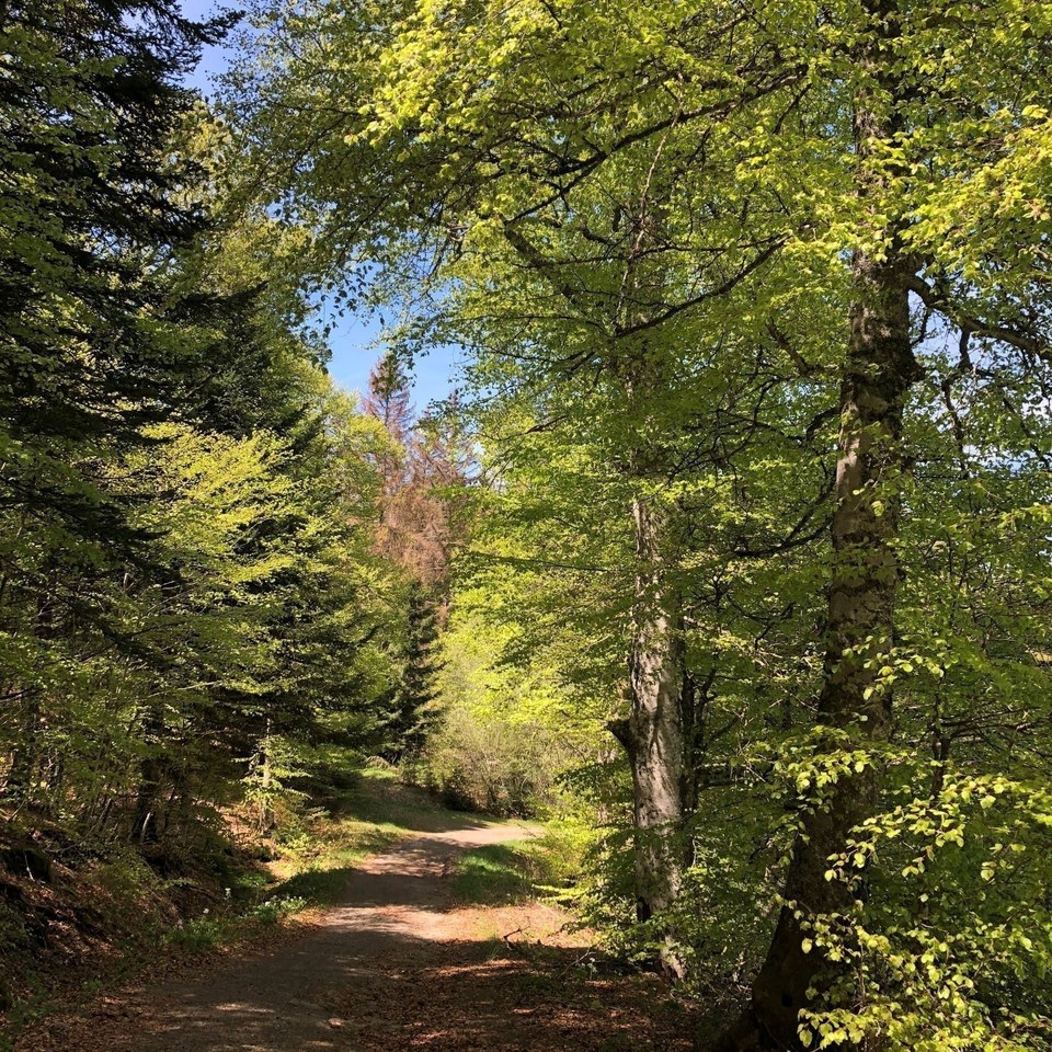 Le Fer à Cheval - Trail n°41