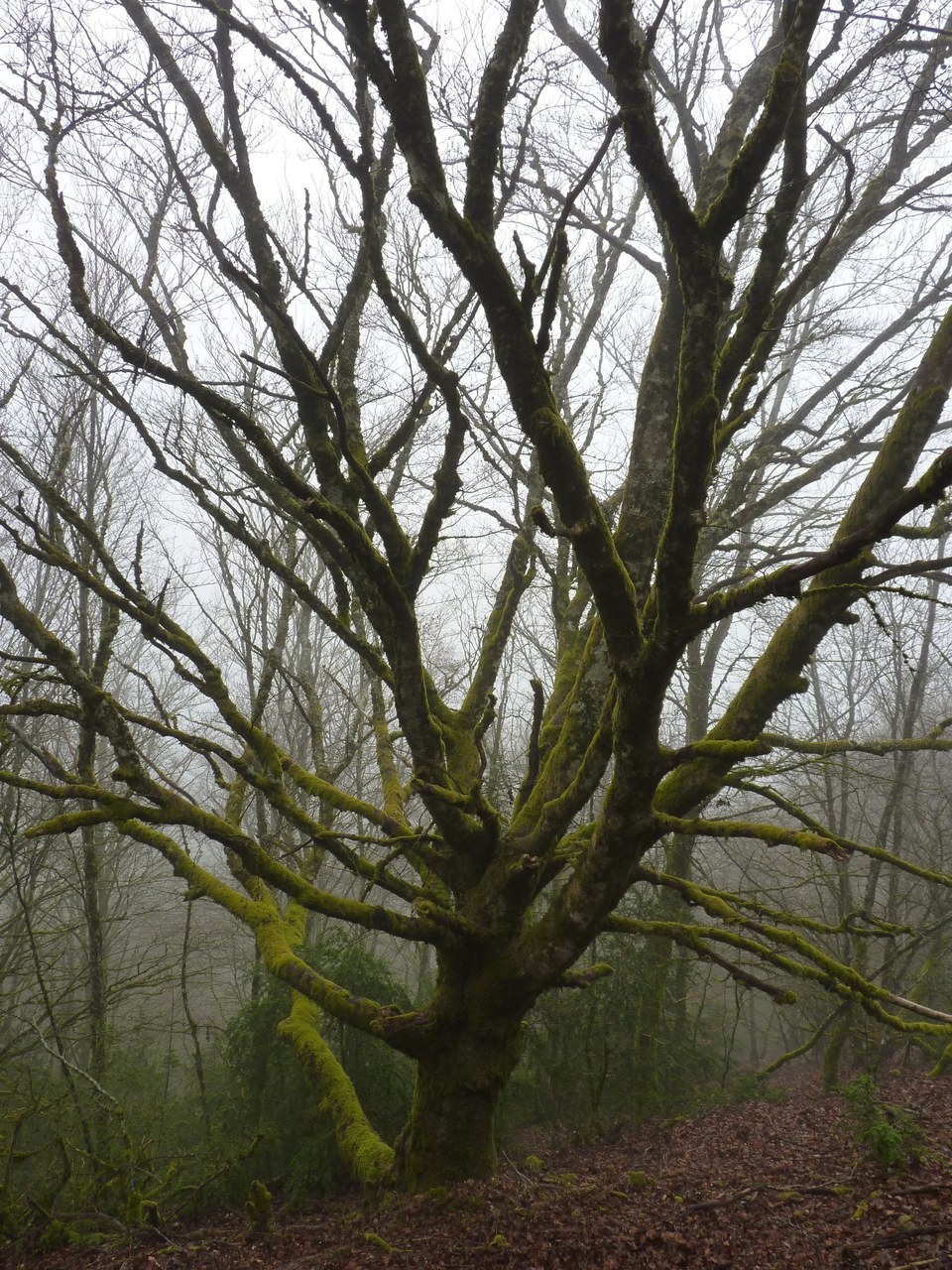 Sur le chemin...