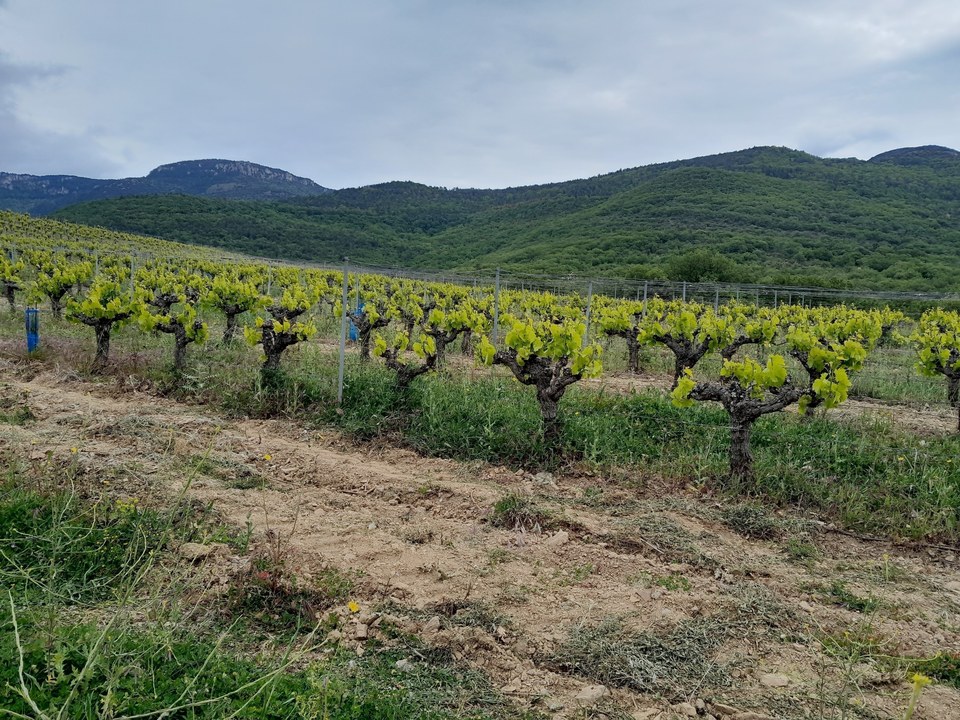 Les vignes