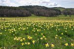 Jonquilles au printemps