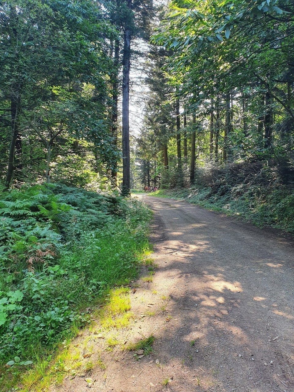 La forêt de la Boriette