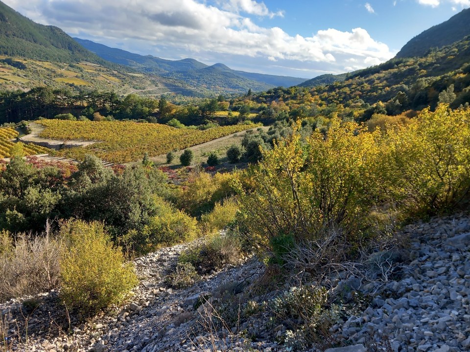 Vue sur les vignes