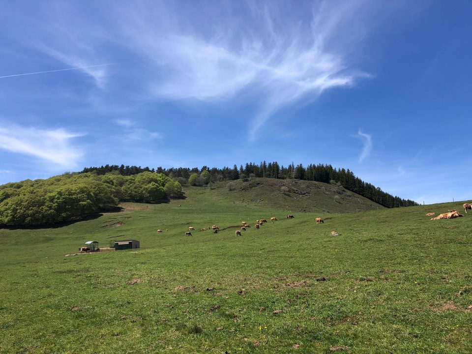 Les estives aux abords de la forêt