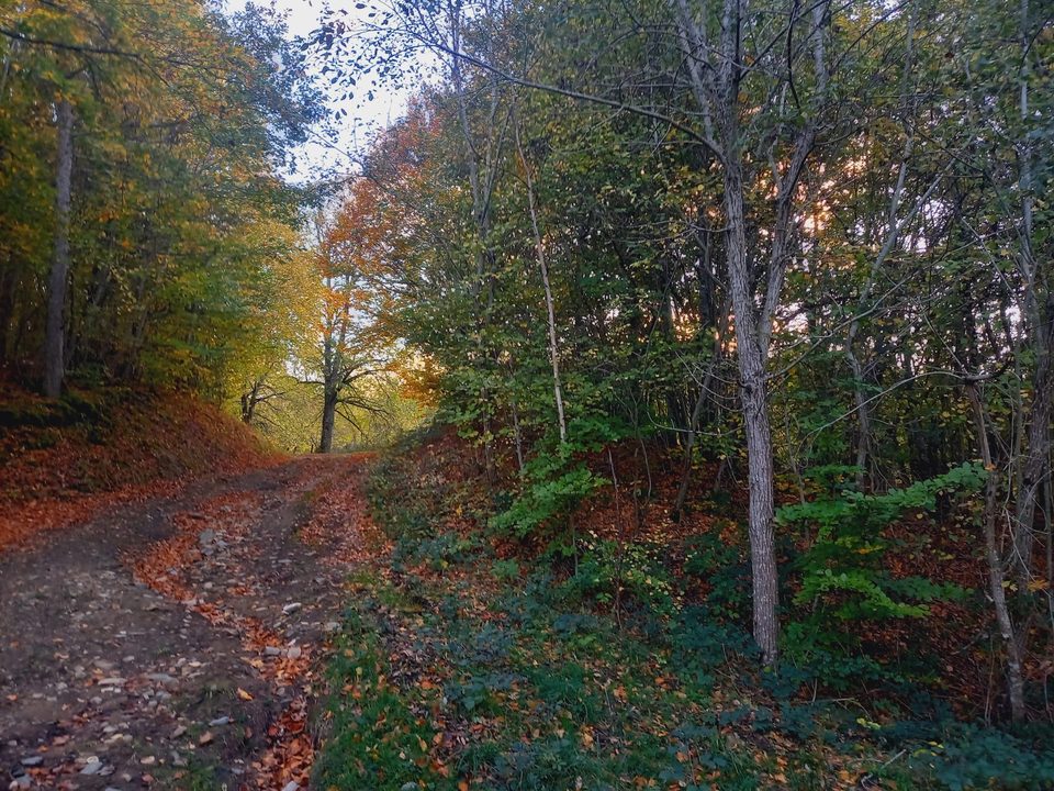 Le gros Hêtre