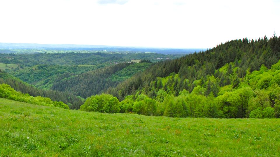 Le bois de Teyssières