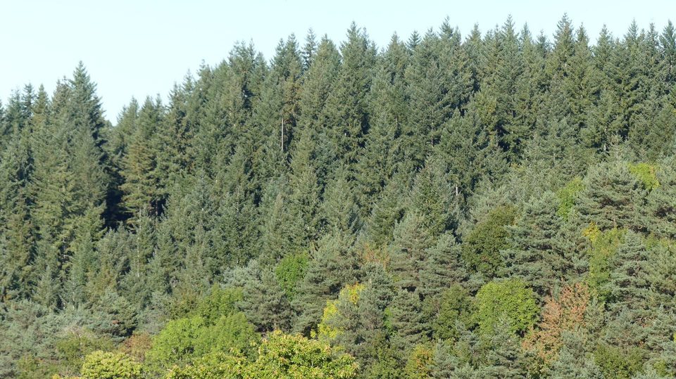 La forêt de Seyrolles