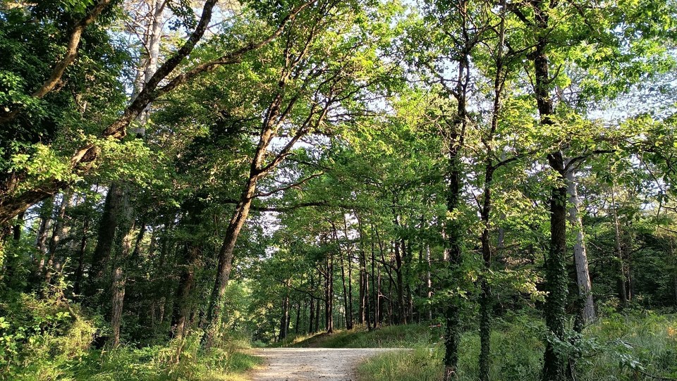 La forêt des Palanges