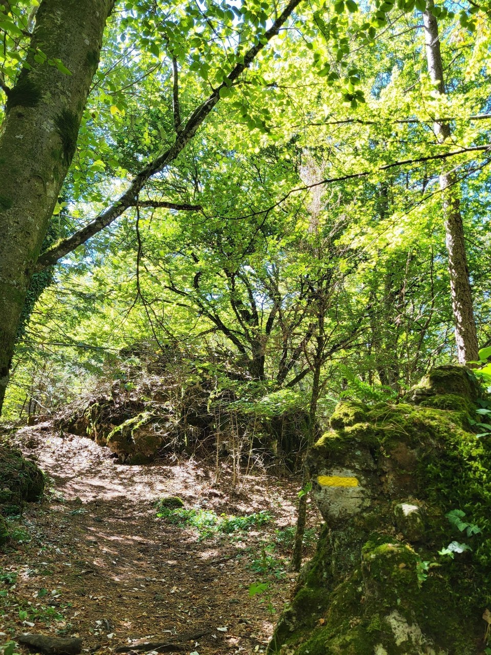 Forêt
