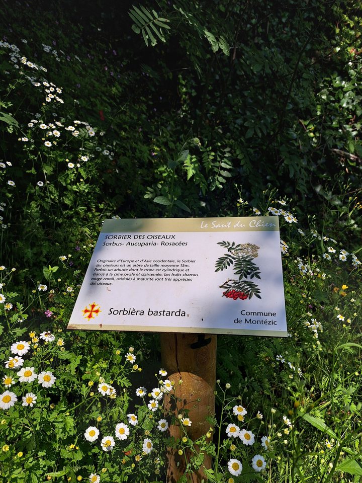 De belles planches illsutrées pour tout connaître sur la flore locale