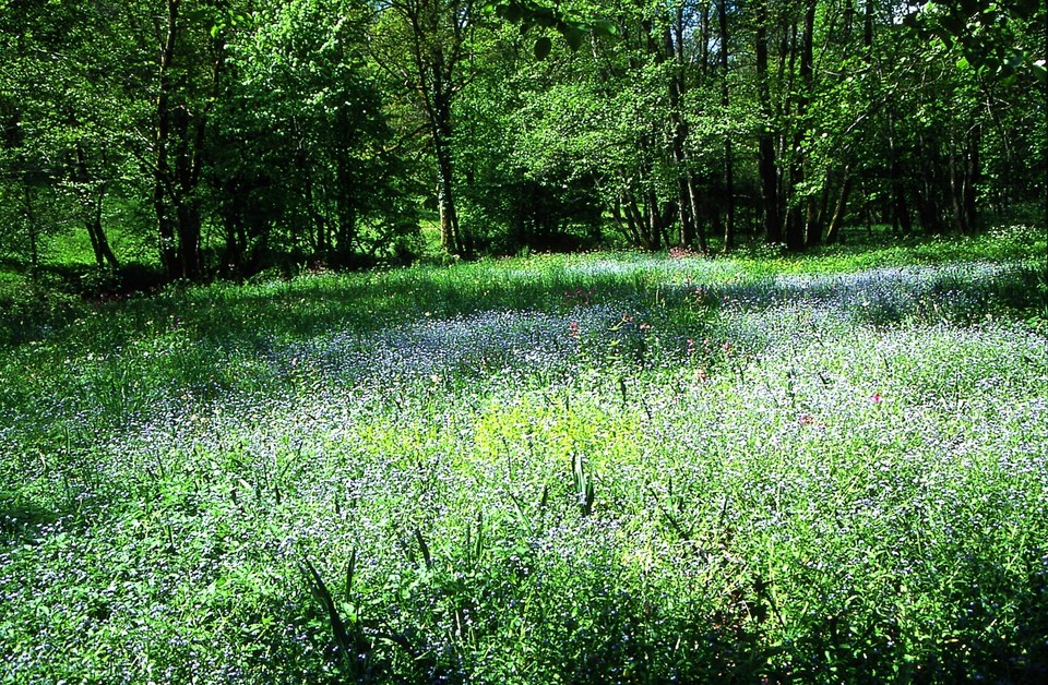 Au printemps, le vallon s'illumine de couleurs