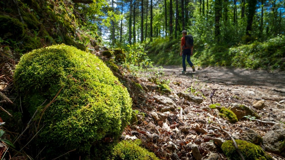 Forêt