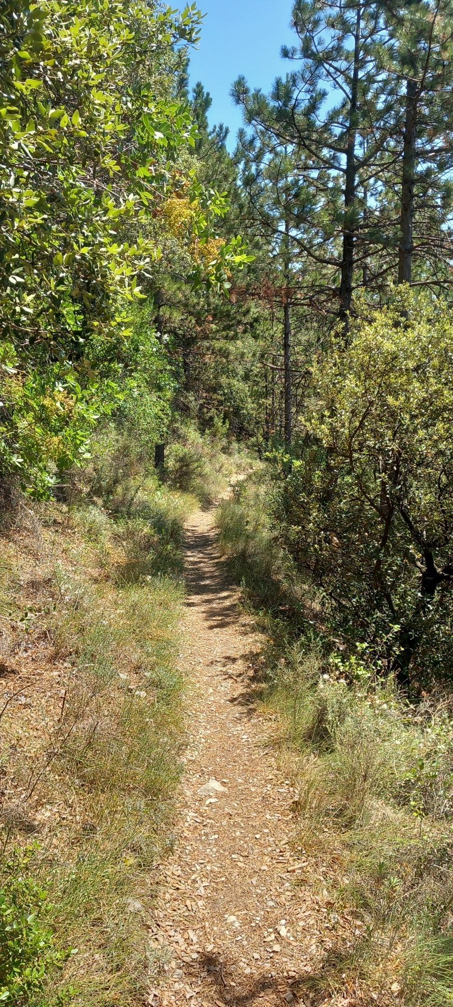 sentier