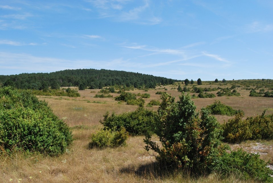 Bois des Douzettes