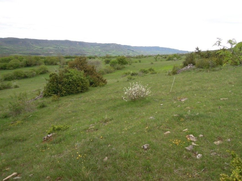 Pelouse sèche