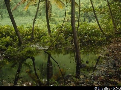 Petite zone humide Anse des Galets