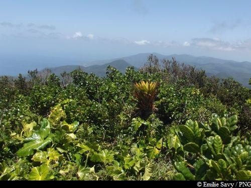 Vue depuis le Piton de Bouillante
