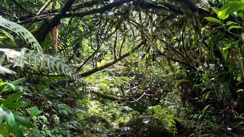 ambiance en forêt humide