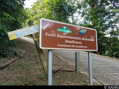 Entrée de la forêt