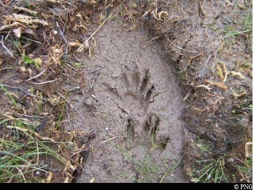 empreintes de racoon dans la boue