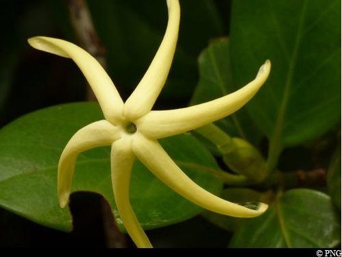 "Jasmin-bois"