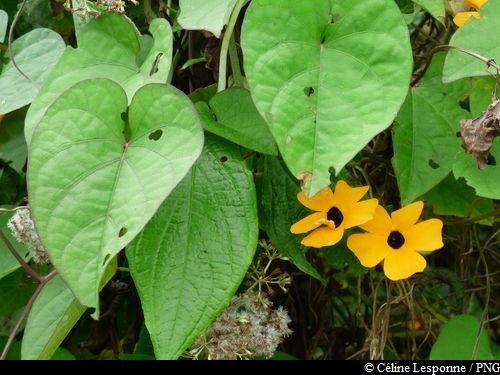 "Fleur jaune savane" en chemin ...