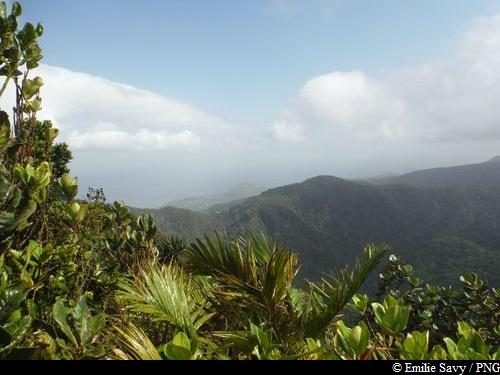 Piton Baille-Argent par Belle Hôtesse