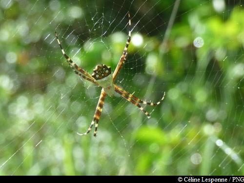Argiope argentée